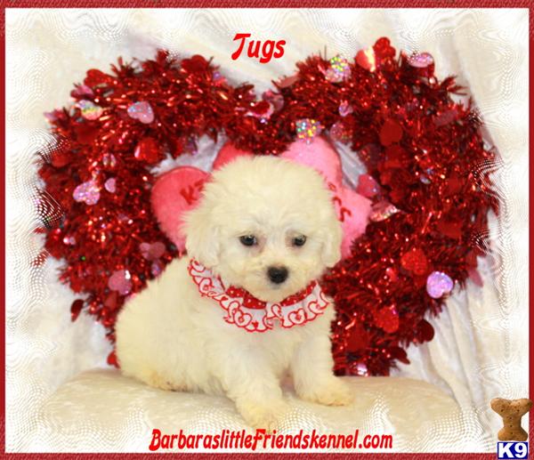 Bichon Frise Puppies